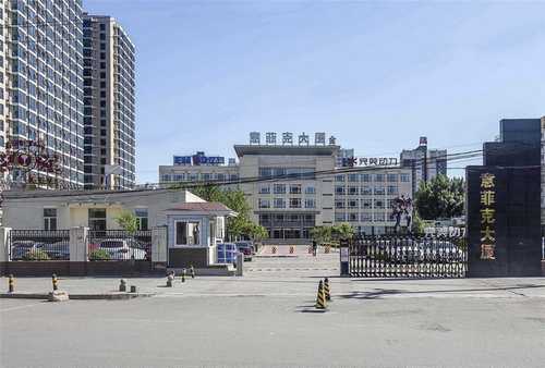 松江区金吉拉猫咪定制选购